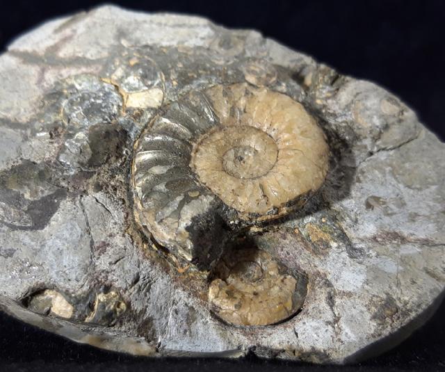 Asteroceras confusum SPATH 1925 - Bild © FossNet FossilienStore
